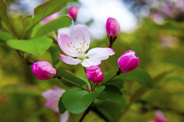 海棠花