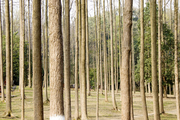 樹林