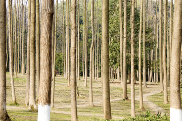 樹林