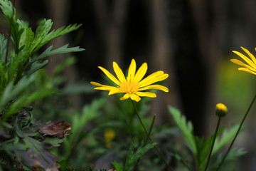 黄金菊