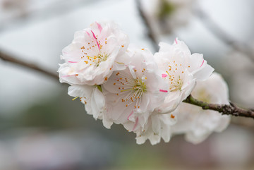 唯美樱花