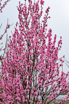 桃花树