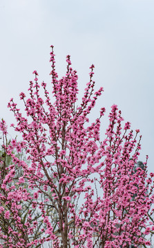 桃花树