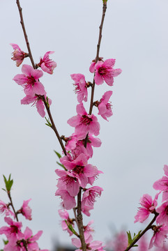 唯美桃花