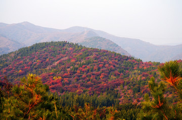 浅山