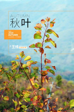 秋葉