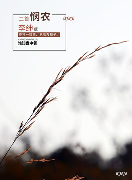 小麥