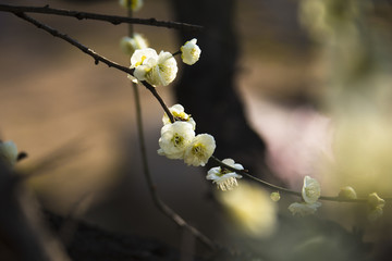 阳春三月梅花开