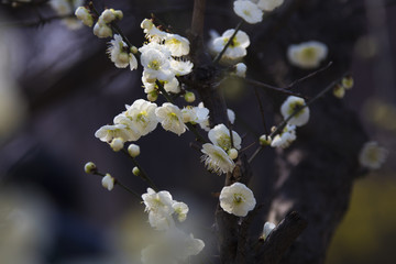 阳春三月梅花开