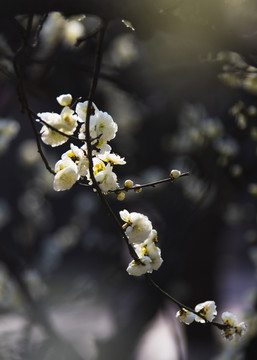 阳春三月梅花开