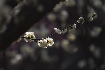 阳春三月梅花开