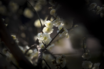 阳春三月梅花开