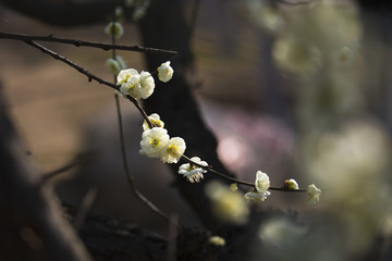 阳春三月梅花开