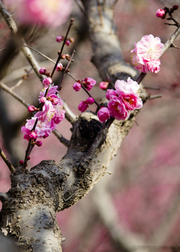 阳春三月梅花开