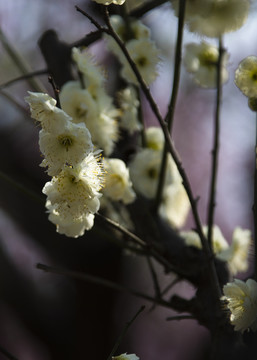 阳春三月梅花开