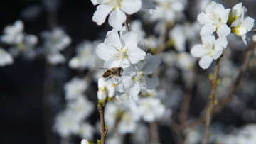 春暖花开梨花