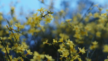 黄色迎春花