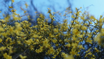 黄色迎春花