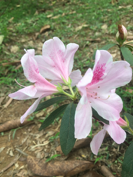 三朵毛杜鹃花