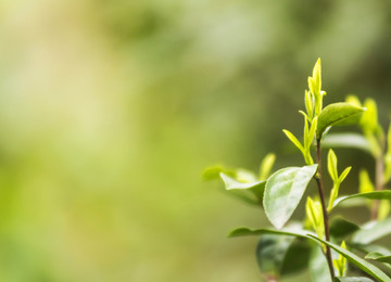 春天的嫩茶