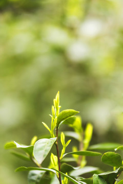 春天的绿茶