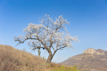 伏羲山杏花村