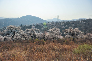 伏羲山杏花村