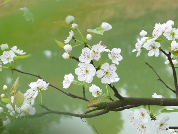 苹果花特写