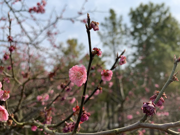 梅花