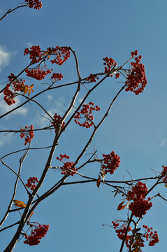 花秋红果