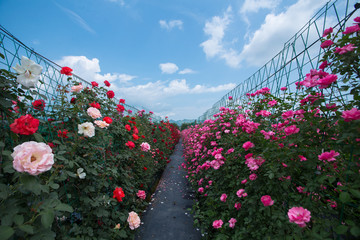 蔷薇花开