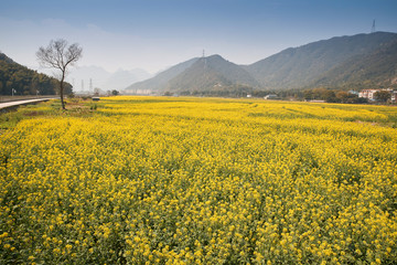 油菜花