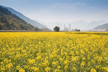 油菜花