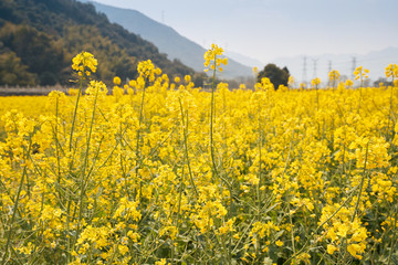 油菜花