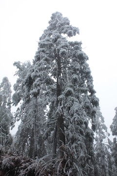 冰雪