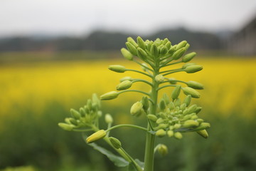 油菜花