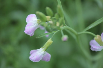 油菜花