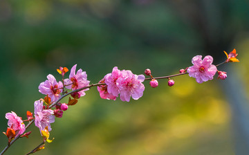 梅花