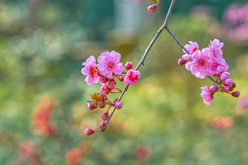 高清梅花