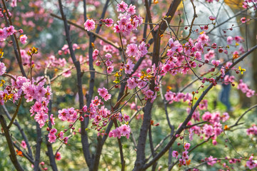 梅花树