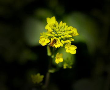 油菜花蜜