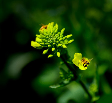 油菜花蜜