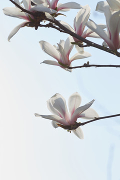 玉蘭花
