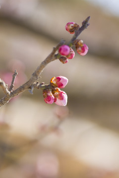 梅花