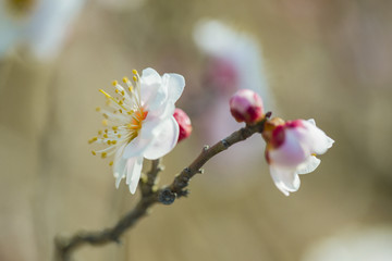 梅花