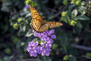 蝶恋花