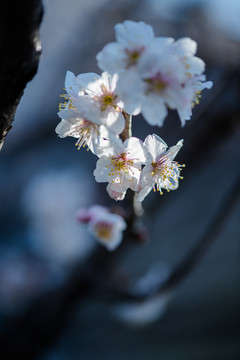 樱桃花