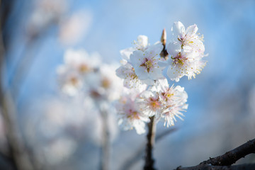 樱桃花