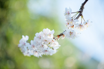 樱桃花