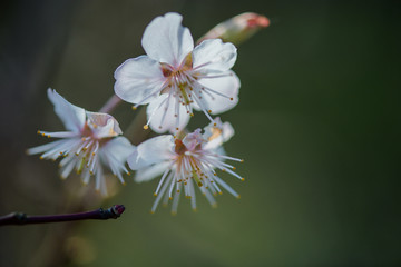 樱桃花